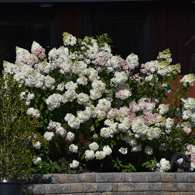 Hydrangea Vanilla Strawberry