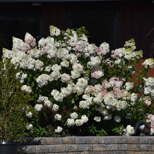 Hydrangea Vanilla Strawberry