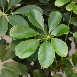 Dwarf Umbrella Tree - Schefflera arboricola - 4" Pot