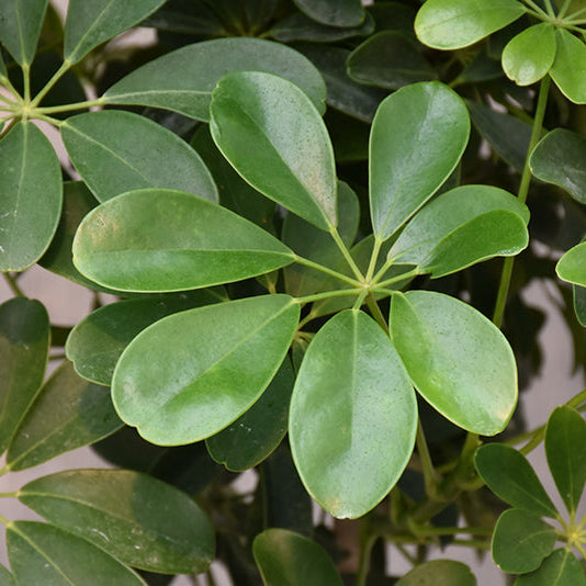 Dwarf Umbrella Tree - Schefflera arboricola - 4" Pot