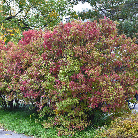 Viburnum Autumn Jazz