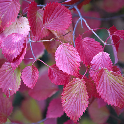 Viburnum Autumn Jazz
