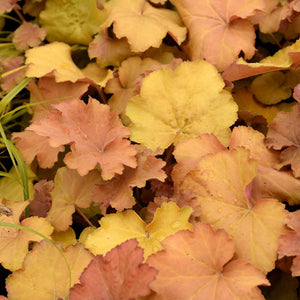 Heuchera Coral Bell Caramel