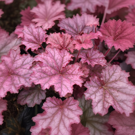 Heuchera Coral Bell Berry Smoothie