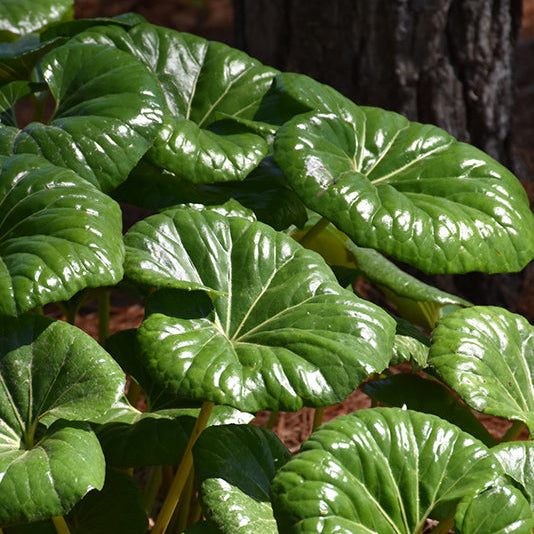 Giant Leopard Plant - Farfugium japonicum 'Giganteum' - 4" Pot