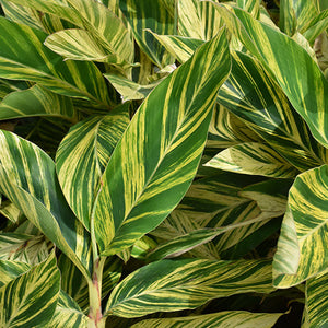 Variegated Shell Ginger - Alpinia zerumbet 'Variegata' - 4" Pot