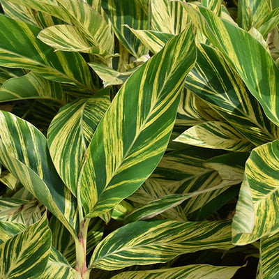 Variegated Shell Ginger - Alpinia zerumbet 'Variegata' - 4" Pot