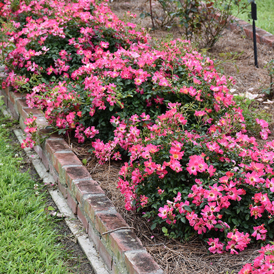 Rose Drift Pink