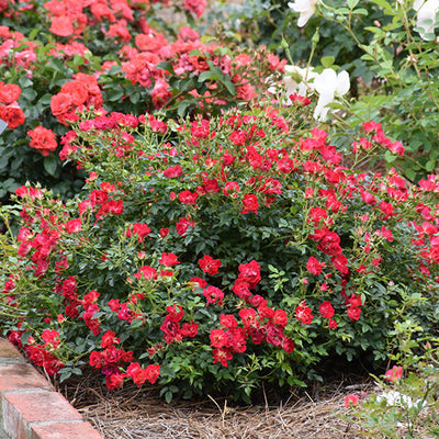 Rose Drift Red