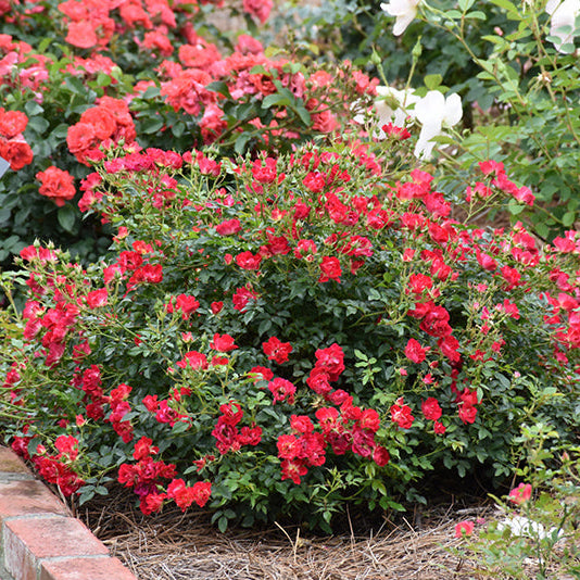 Rose Drift Red