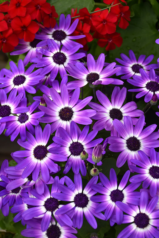 Pericallis Senetti Blue Bicolor - 8" Planter