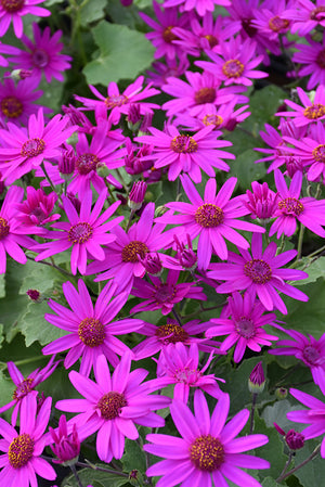 Pericallis Senetti Magenta - 8" Planter