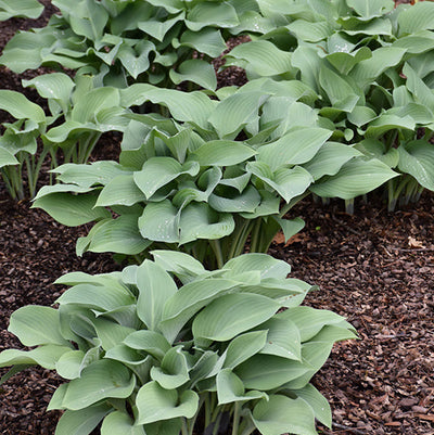 Hosta Plantain Lily Krossa Regal