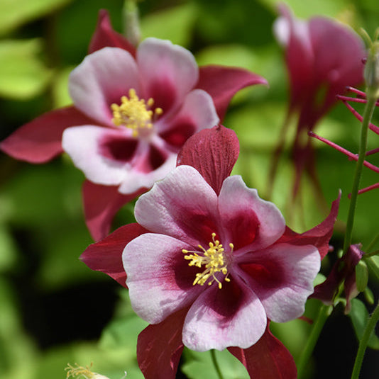 Aquilegia Columbine Songbird Cardinal