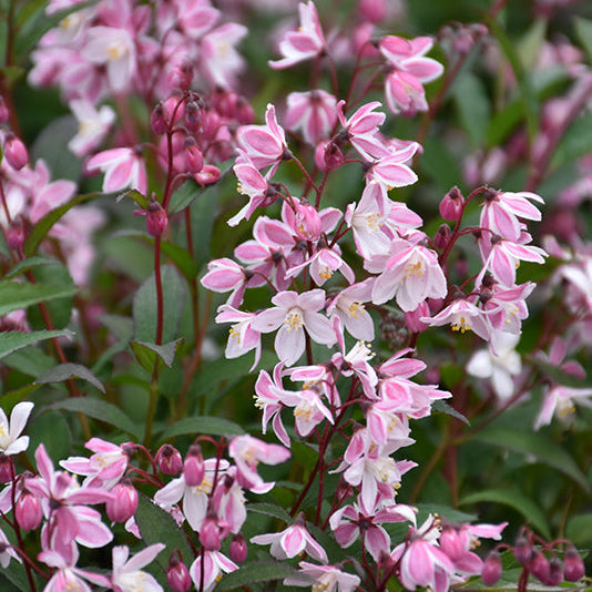 Deutzia Yuki Cherry Blossom
