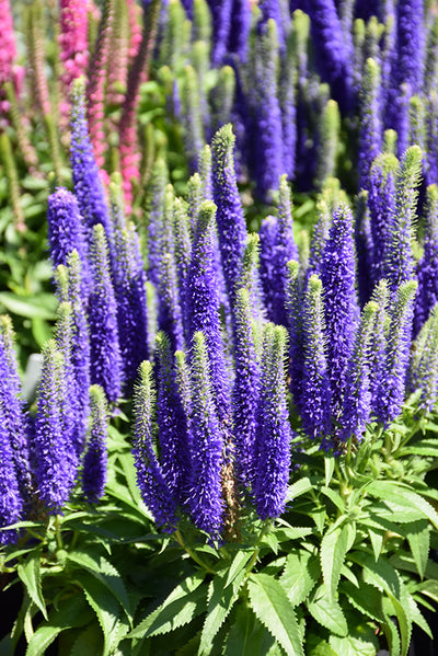 Veronica Speedwell Royal Candles