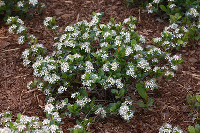 Aronia Low Scape Mound