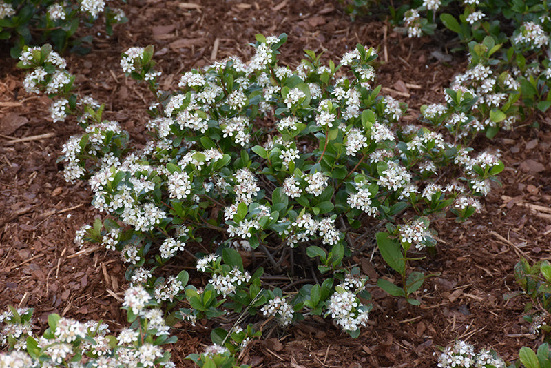 Aronia Low Scape Mound