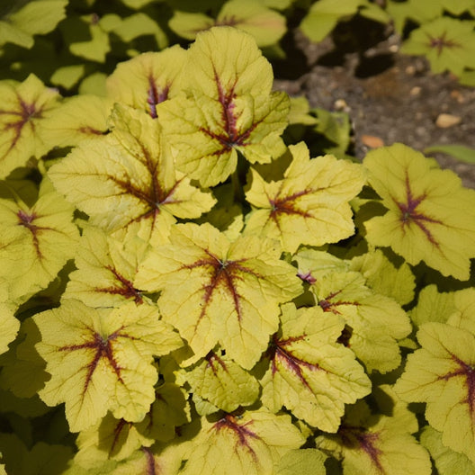 Heucherella Foamy Bell Catching Fire