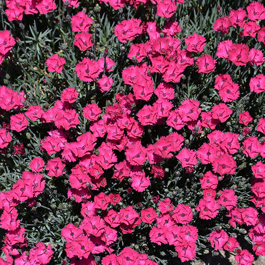 Dianthus Pinks Paint The Town Red - 6" Perennial