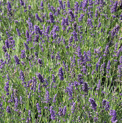 Lavandula Lavender Big Time Blue