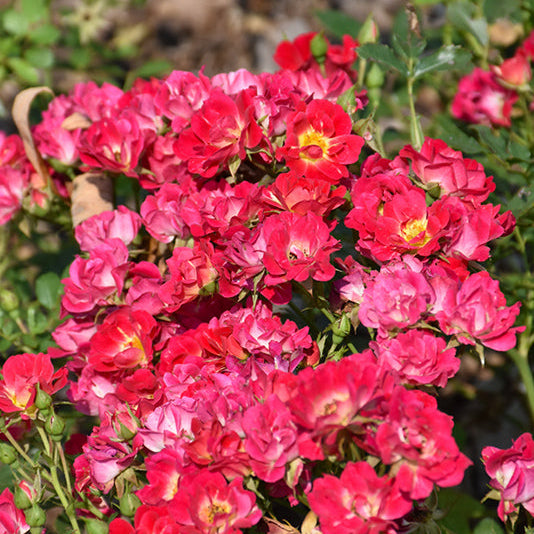 Rose Drift Pink