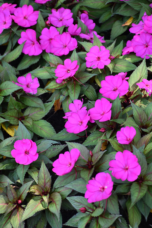 SunPatiens Purple - 11" Hanging Basket