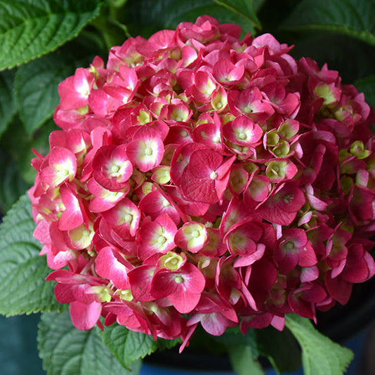 Hydrangea Endless Summer Summer Crush