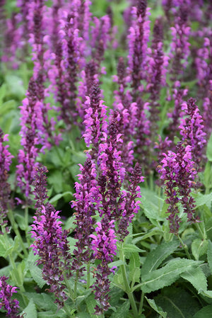 Salvia Sage Bumbleberry