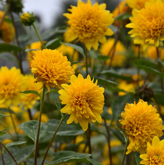 Helianthus Sunflower Sunshine Daydream