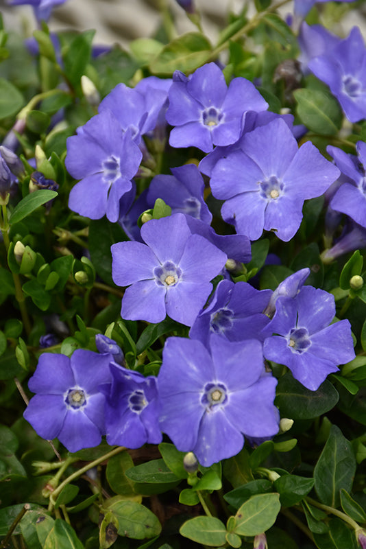 Vinca Common Periwinkle Bowles - 6" Perennial