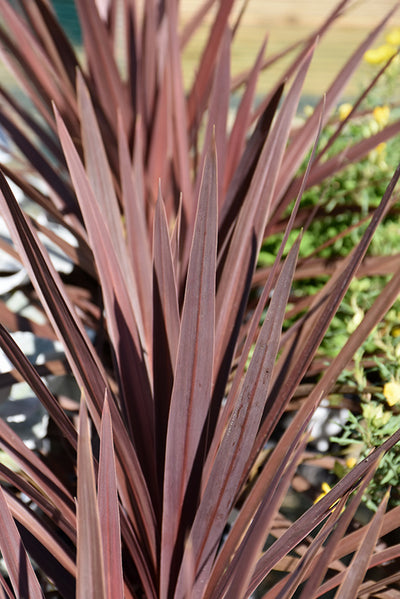 Cordyline Red Star - 6.3" Premium Thriller Annual