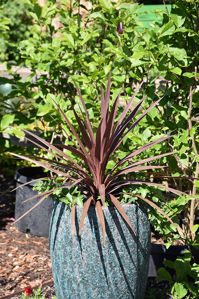 Cordyline Red Star - 6.3" Premium Thriller Annual