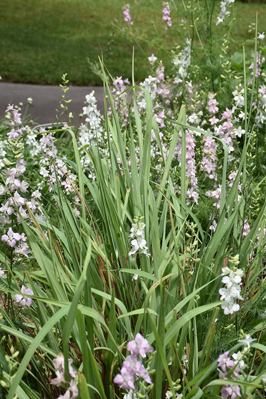 Lemongrass Tall - 5" Premium Annual