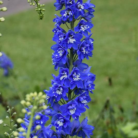 Delphinium Larkspur Belladonna