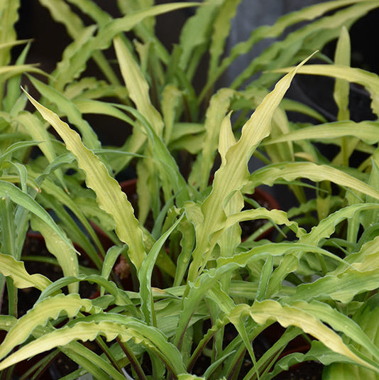 Hosta Plantain Lily Curly Fries