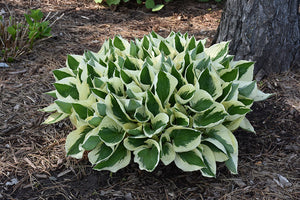 Hosta Plantain Lily Patriot