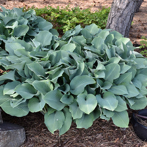 Hosta Plantain Lily Krossa Regal