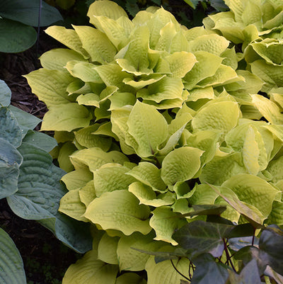 Hosta Plantain Lily Fire Island