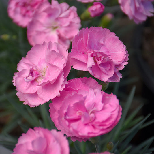 Dianthus Pinks Fruit Punch Sweety Pie - 6" Perennial