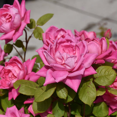 Rose Double KO Pink