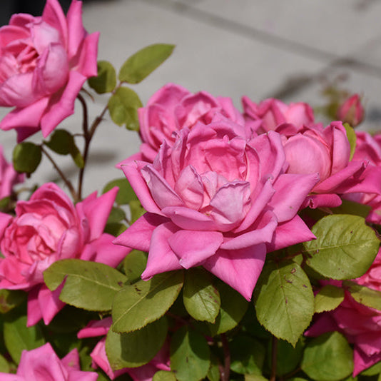 Rose Double KO Pink