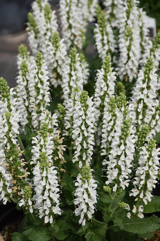 Salvia Sage Bumblesnow