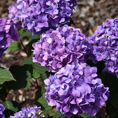 Hydrangea Endless Summer Bloomstruck