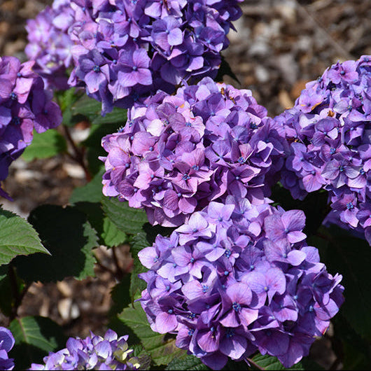 Hydrangea Endless Summer Bloomstruck