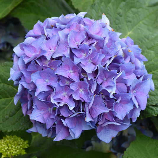 Hydrangea Let's Dance Blue Jangles