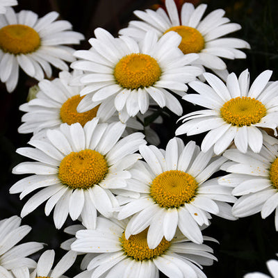 Leucanthemum Shasta Daisy Snowcap