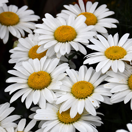 Leucanthemum Shasta Daisy Snowcap