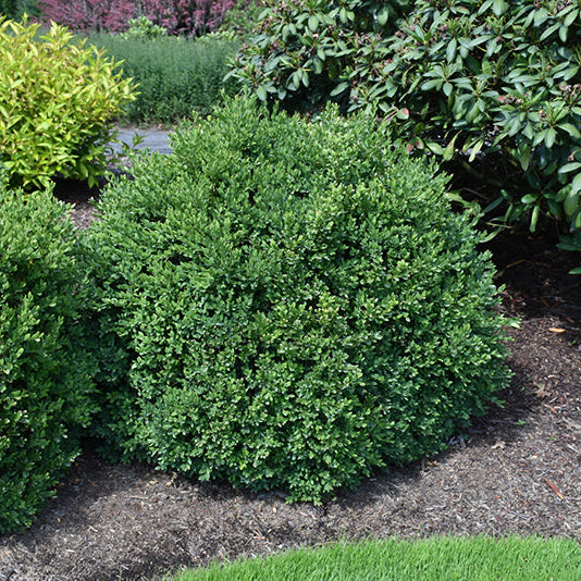 Buxus Green Velvet