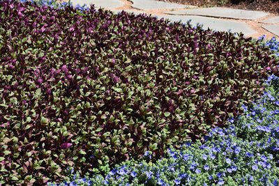 Alteranthera Little Ruby - 4.33" Premium Annual